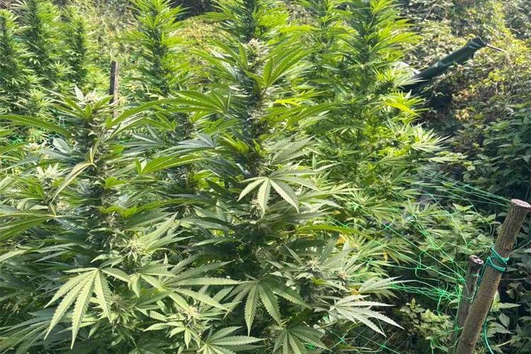 Slika /2025/maša/preuzimanje (1).jpg